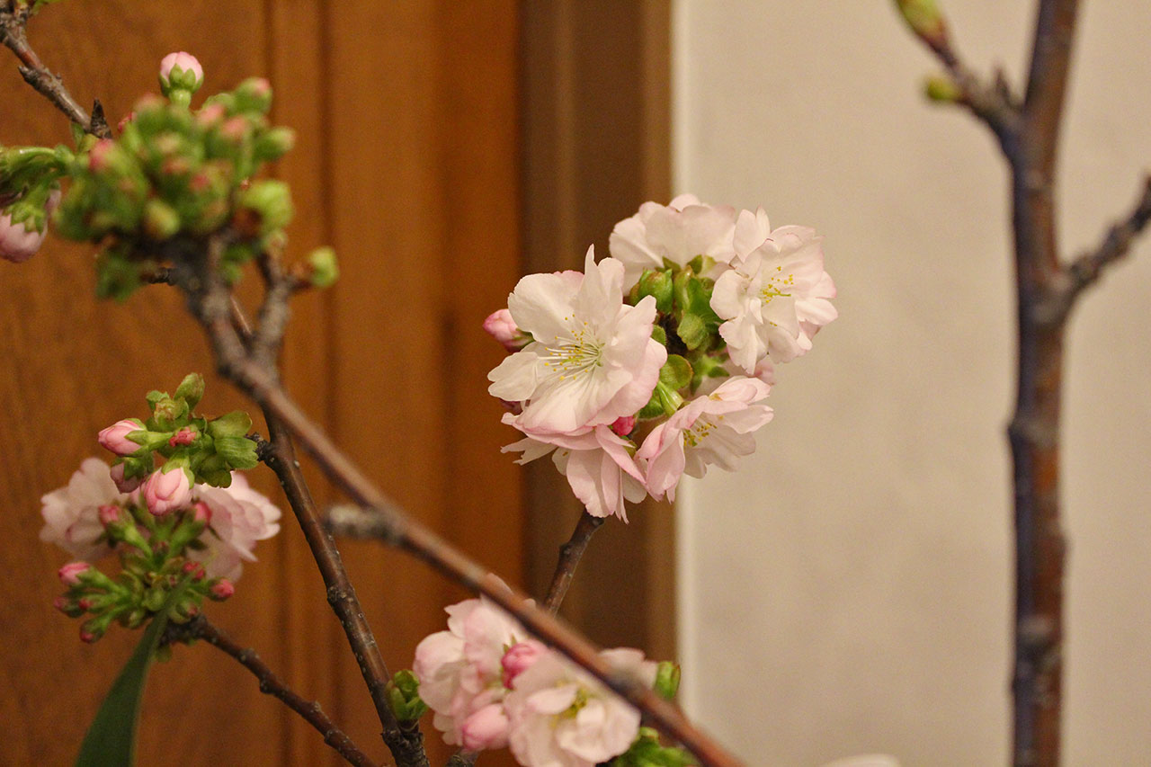 桜の時期でしたので、お花も桜をご用意