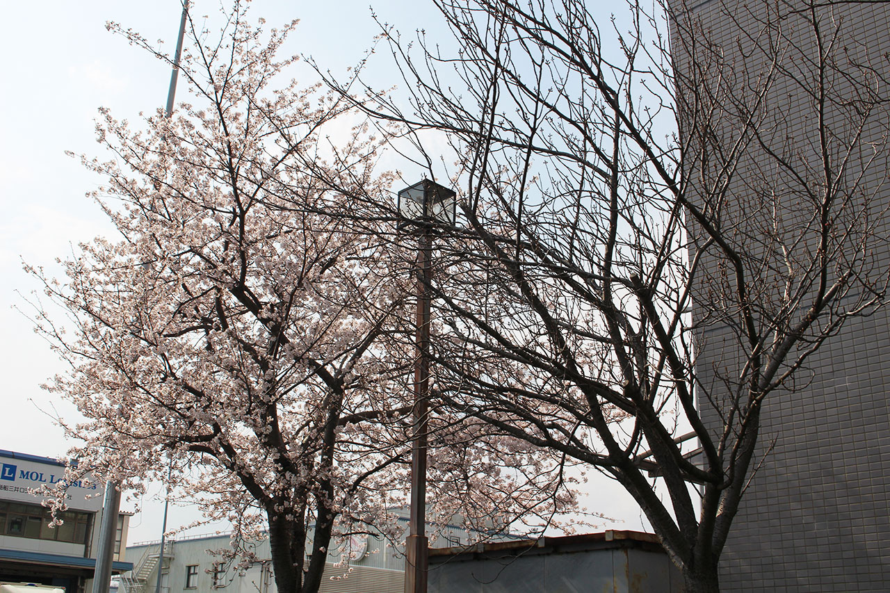 桜が咲き誇る貨物ターミナルエリア